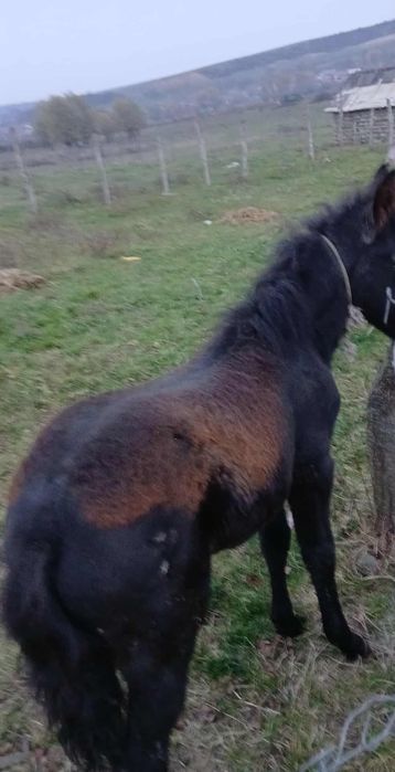 Vând manzuca 4 luni