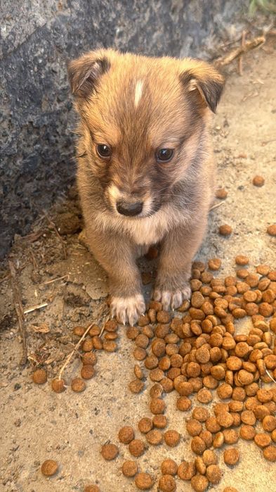 Щенок в добрые руки