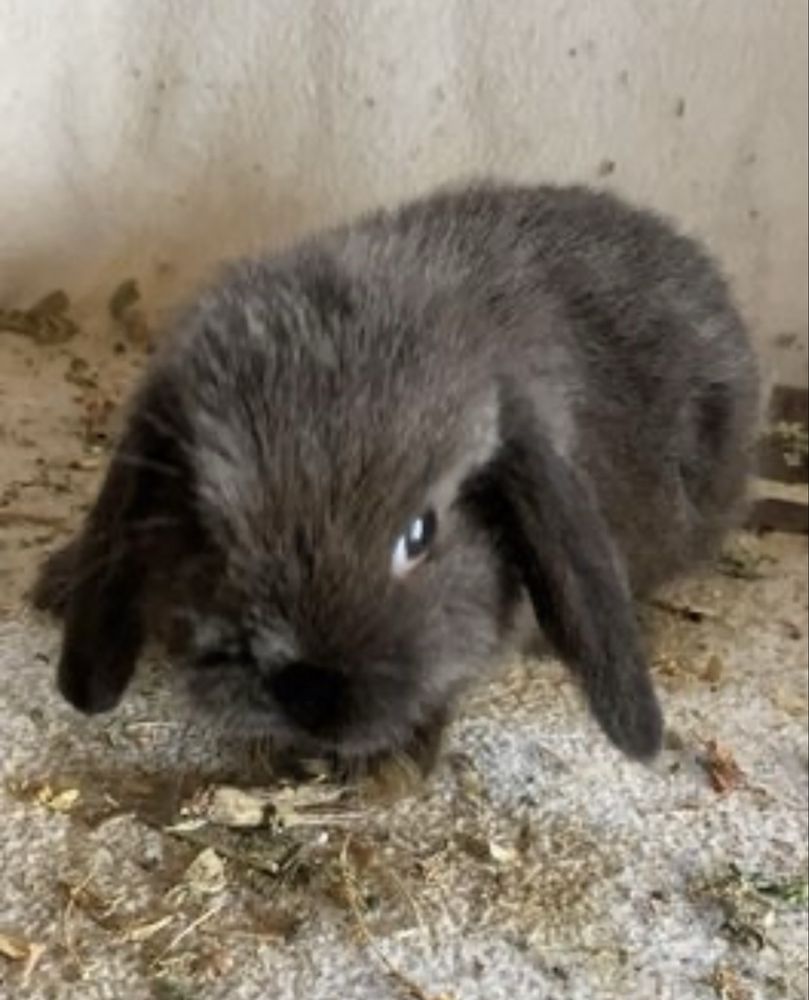 Iepurași Holland Lop și Rex pitic disponibili !