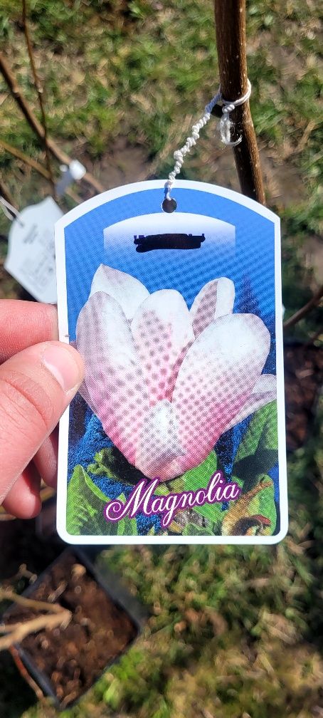 Magnolie soulangeana 150-180 cm crescuta în Ghiveci de 5 L