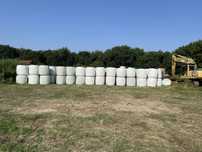 Baloti lucerna tocata infoliati semifân din agricultura ecologică