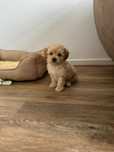 Maltipoo băiețel mini (pudel-bichon)