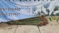 Arbore Paulownia ornamental 2/3 m , 50 lei