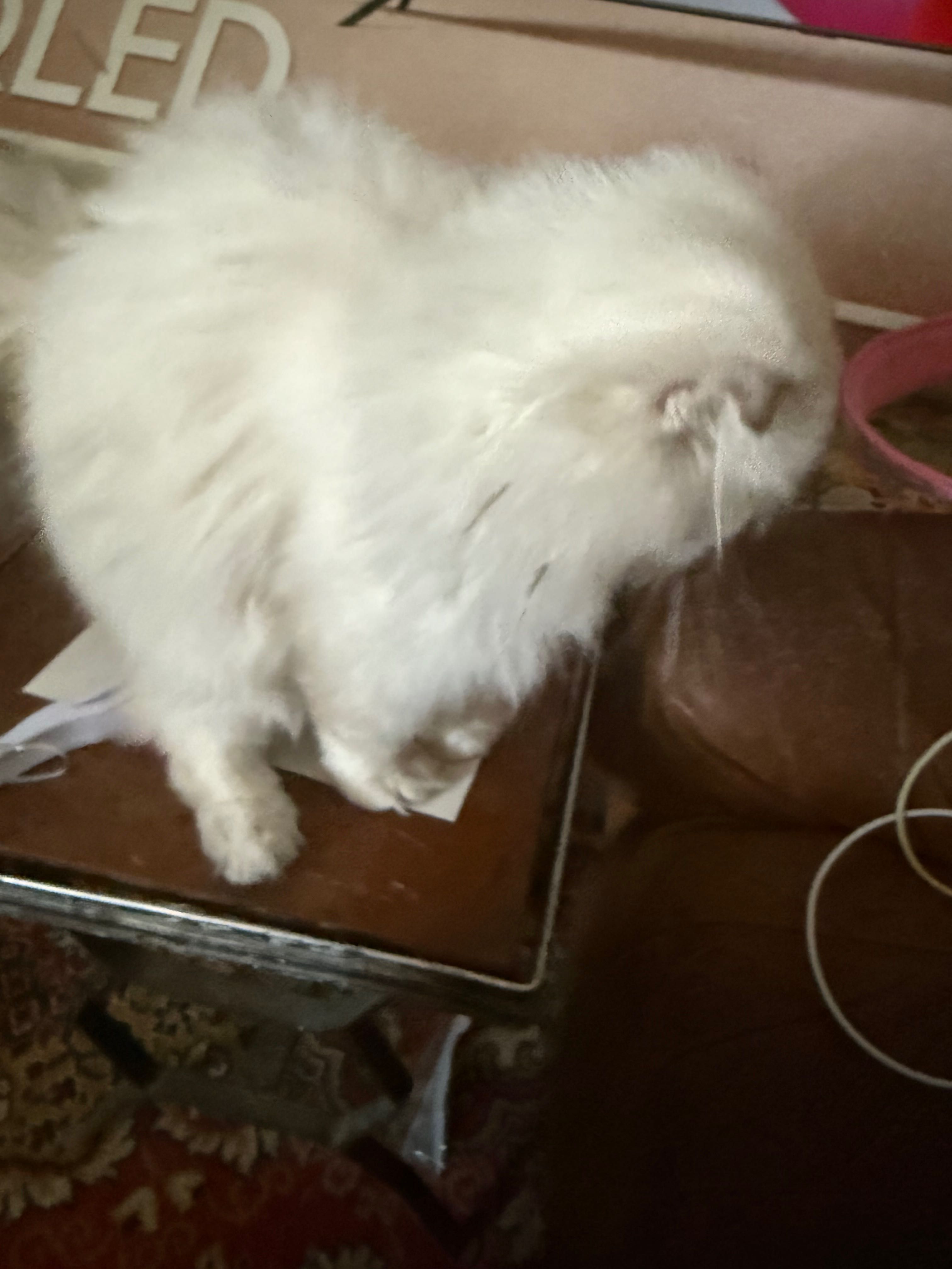 Котка сребриста чинчила