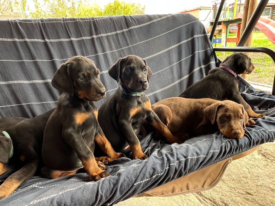 Малки Добермани.