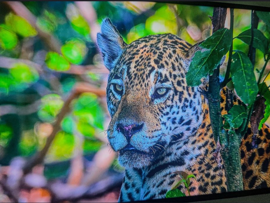 Tv  televizor LG 65UR81003LJ 164 cm, 4K UHD, ca nou