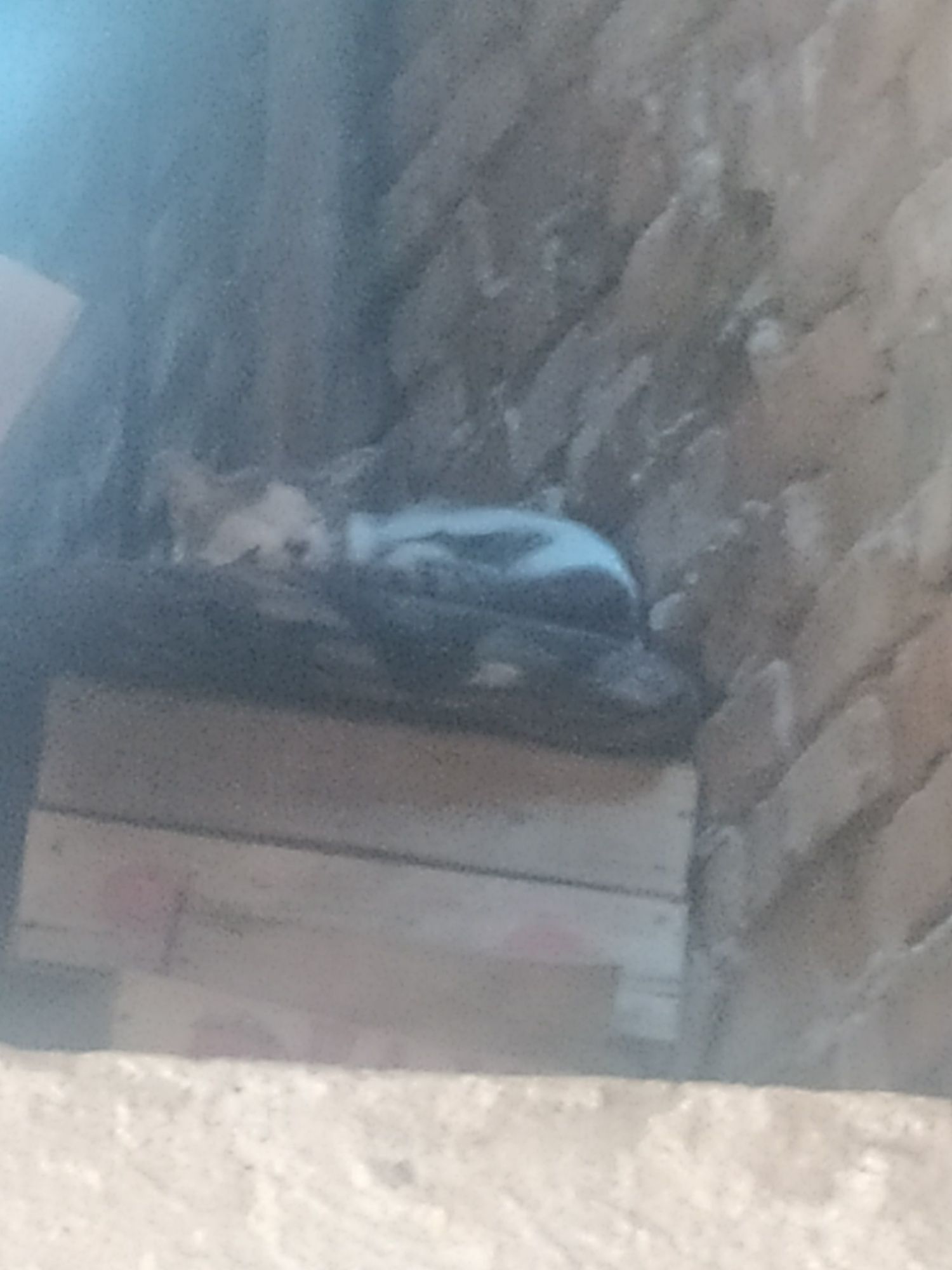 Mushuk.koshka.mushukcha