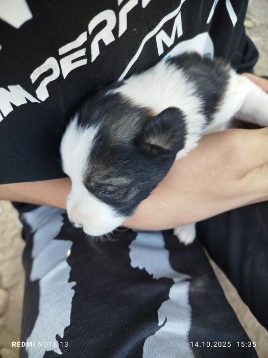 Отдаю щенят даром 3 щенята девочки напишите или звоните!!!