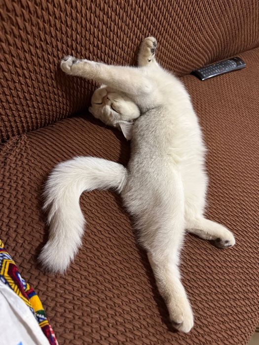 Шиншила чистая порода