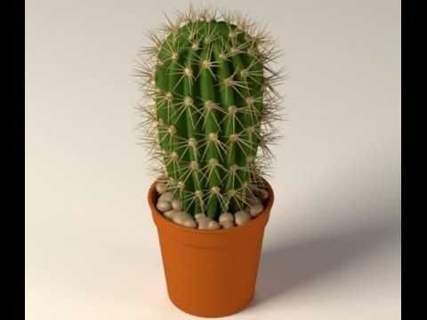 Продам цветы комнатные