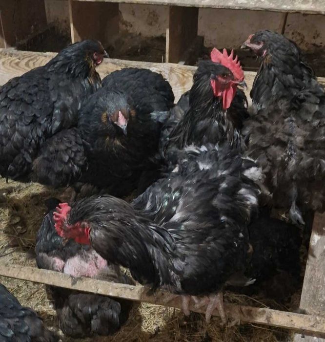 Продам кур и петухов Орпингтон Кохинхин