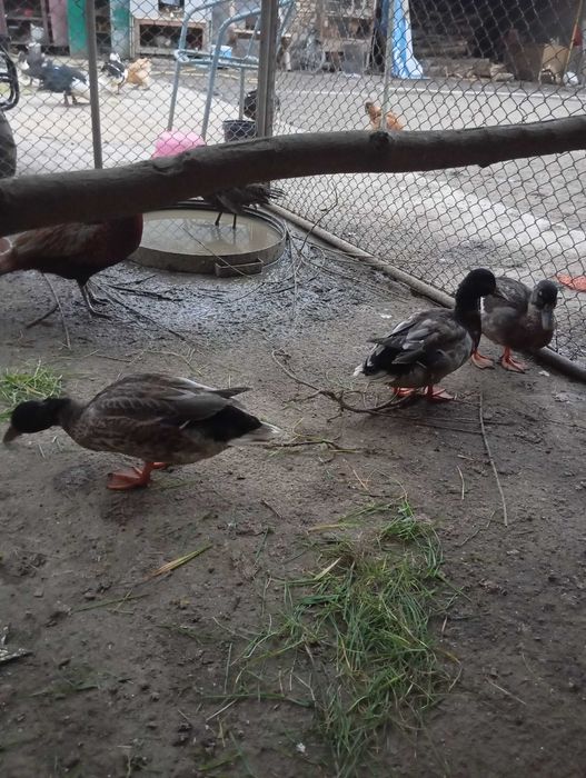 Schimb 2 ratoi sălbatici