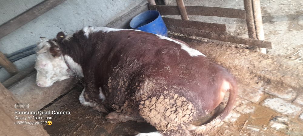 Ассаломуалайкум хукизлар хукизлар пародни  еб и