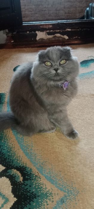 Кошки продаётся Scottish Fold