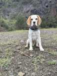 Vand beagle are un an cu pedigree