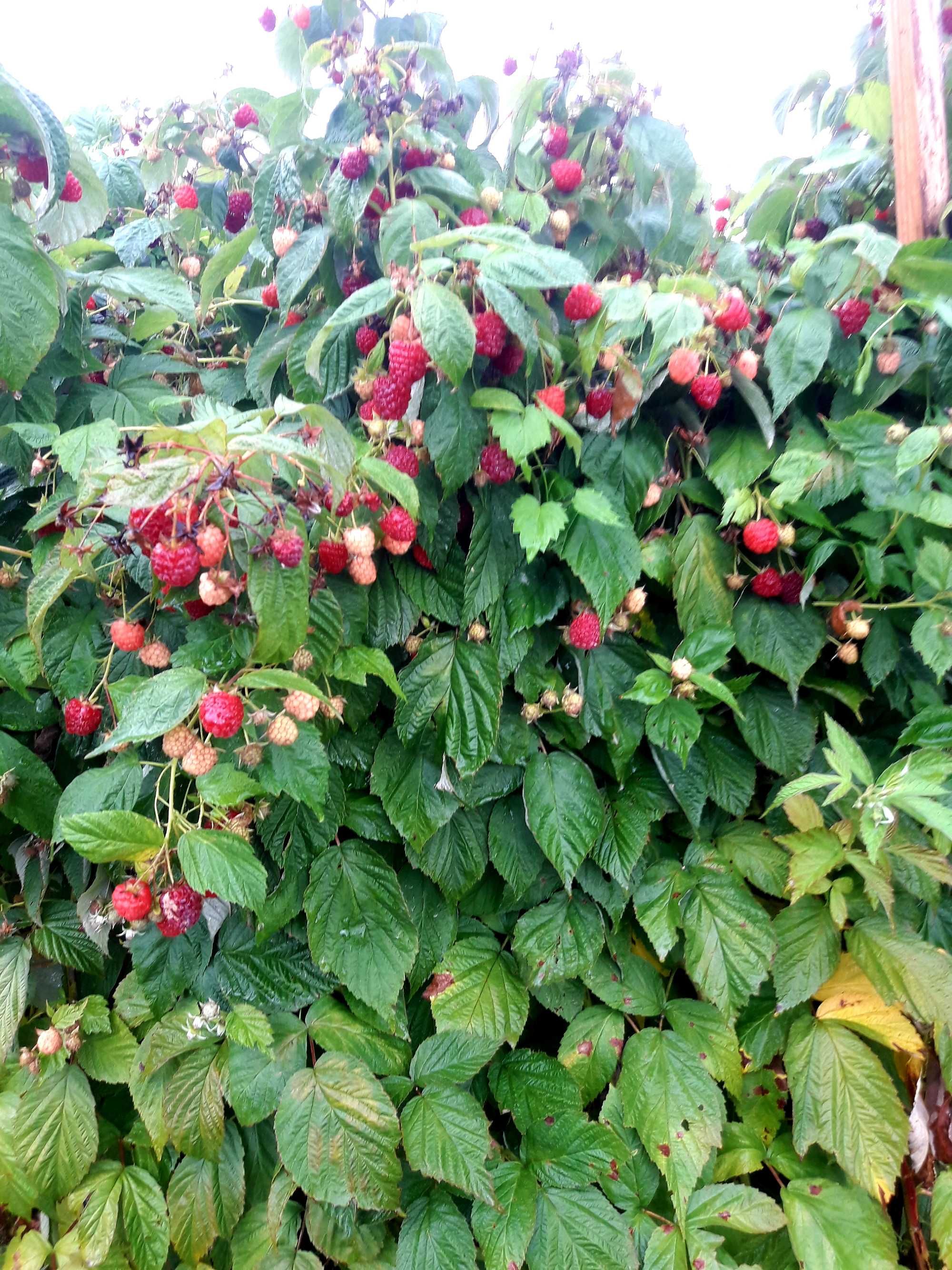 Целогодишен разсад ягоди и малини