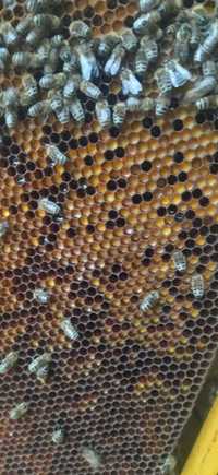 Vand produse apicole: pastura, polen, propolis