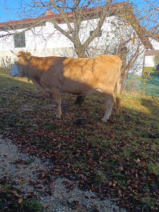 Vaca de 6 ani gestanta in 7 luni