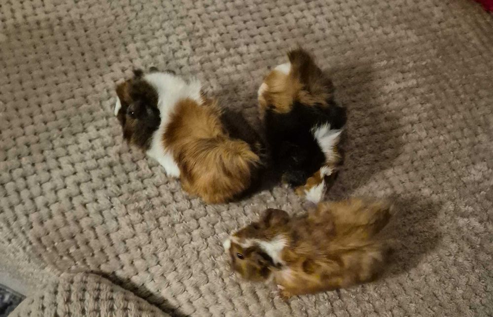 Donez 3 purceluși de guinea