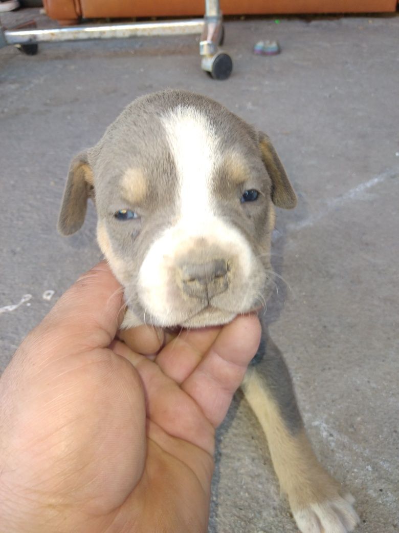 Pui american bully