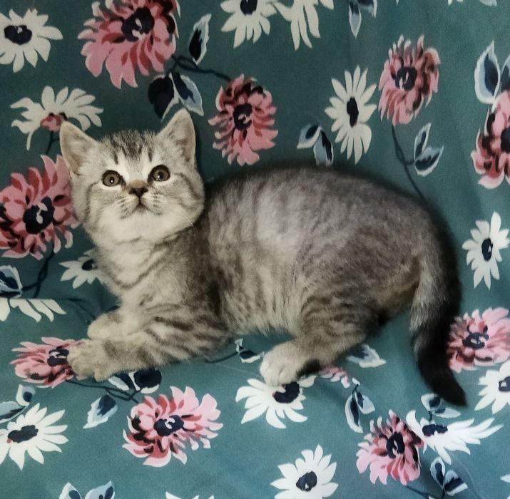 Шотландские котята !