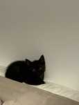 Ofer spre adoptie motan de o luna