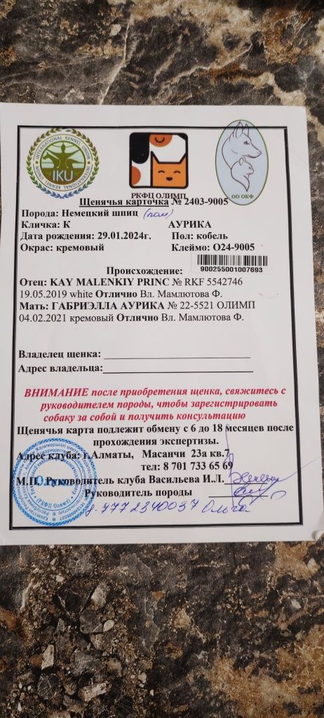 Вязка померанский шпиц 1.4 мес