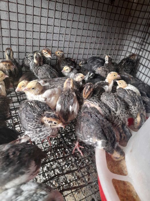 Vand prepelite 15 lei buc