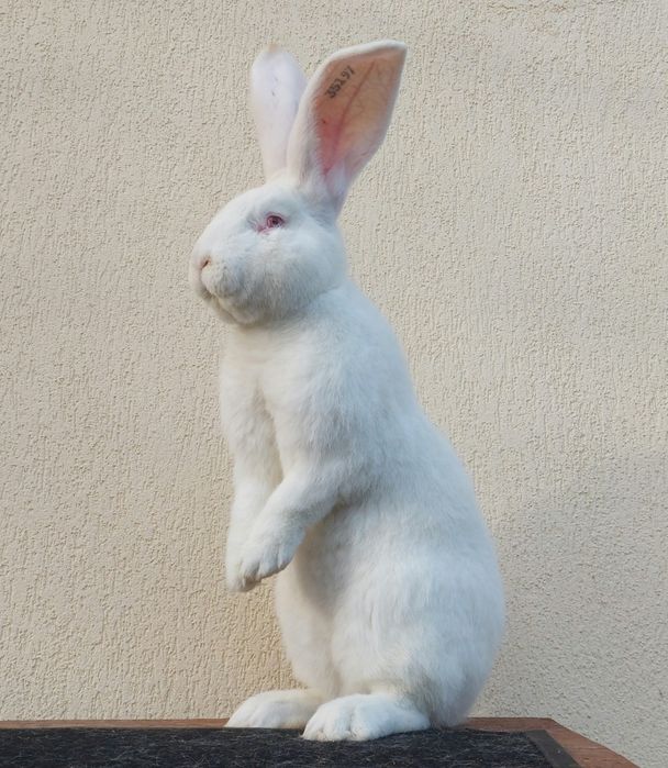 Iepuri uriași germani albi mascul și femela