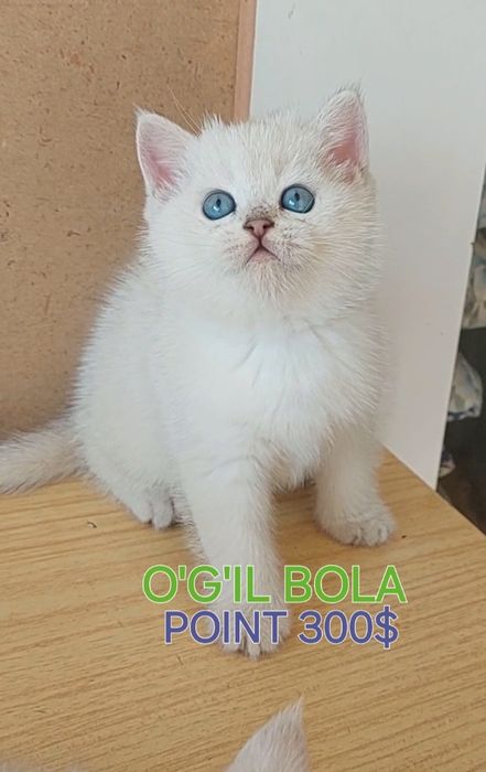 Британские шиншилла зоти тоза 1.5 ойлик лоток б.и житкис ва сухой. кор