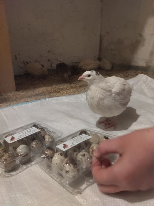 Vând ouă de prepeliță