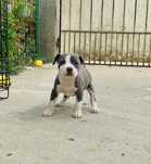 Vând femela Amstaff Blue