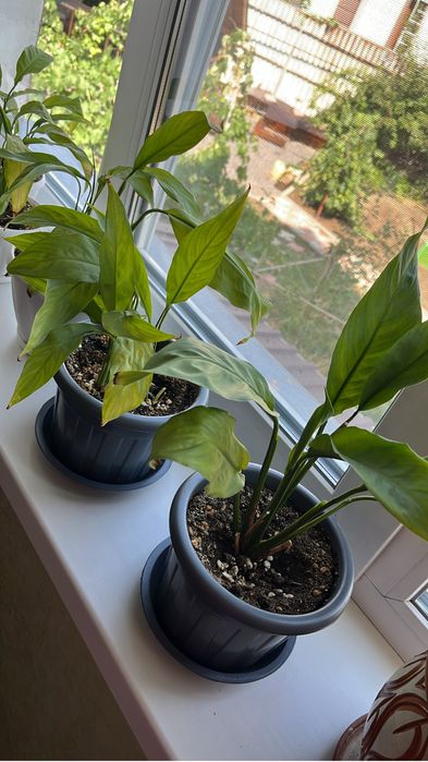 Каланхоэ и «Женское счастье» цветы