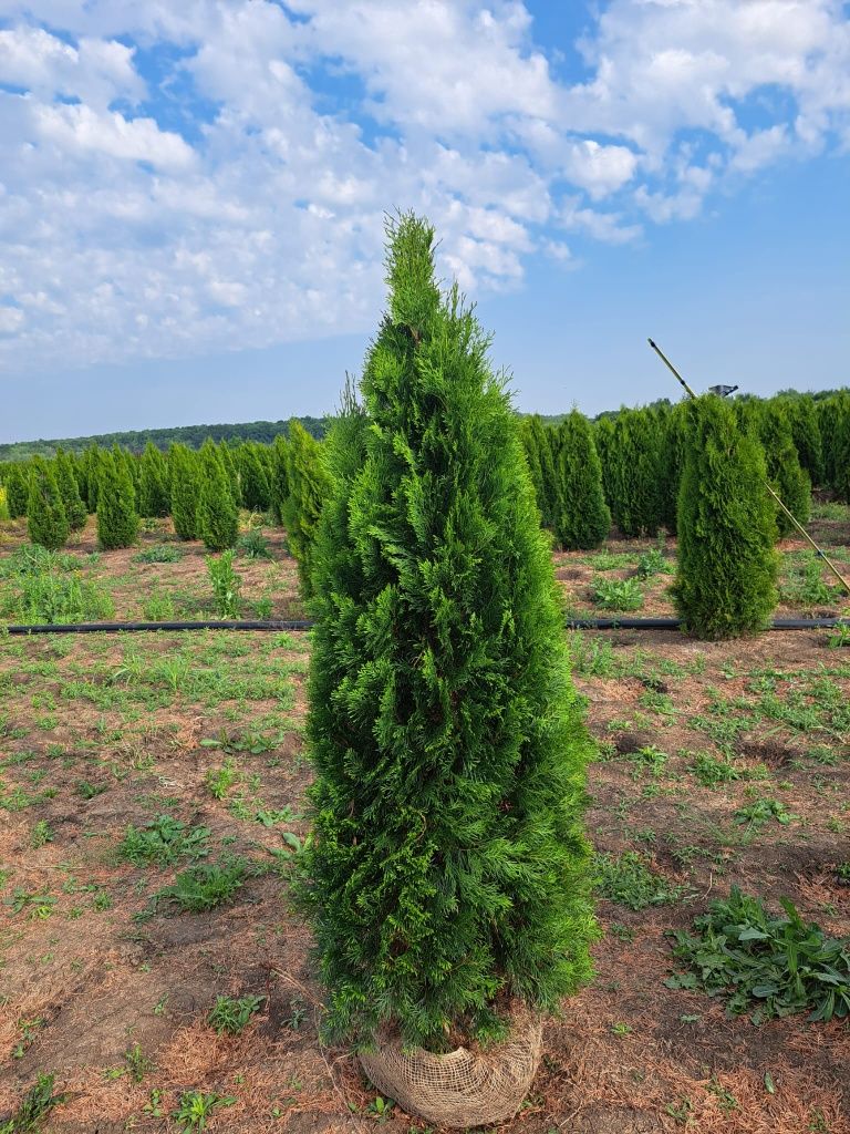 Vând plante ornamentale