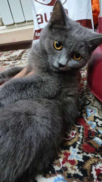 Mushuk sotildi oʻgʻil