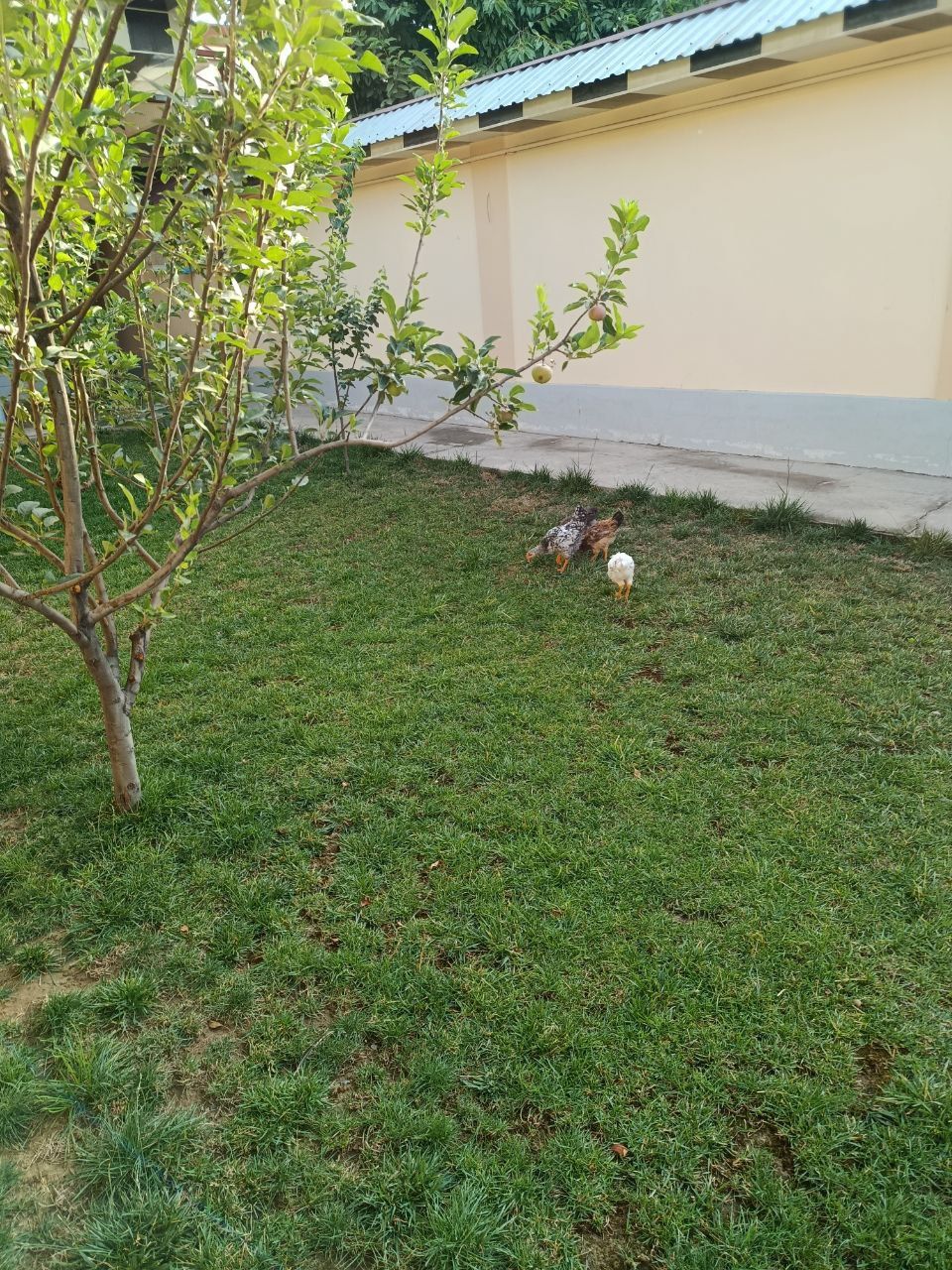 Jo'jalar srochna sotiladi