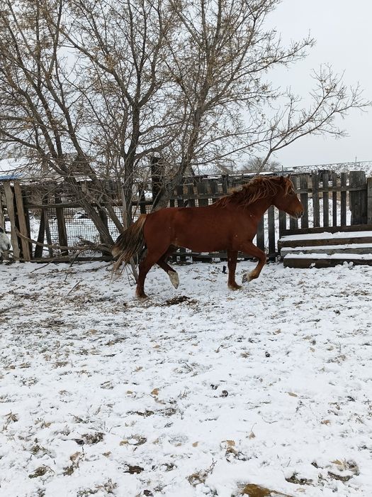 Продам косяк лошадей