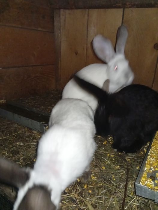 Vând iepuri românești