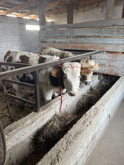 Продам бычков подсосы