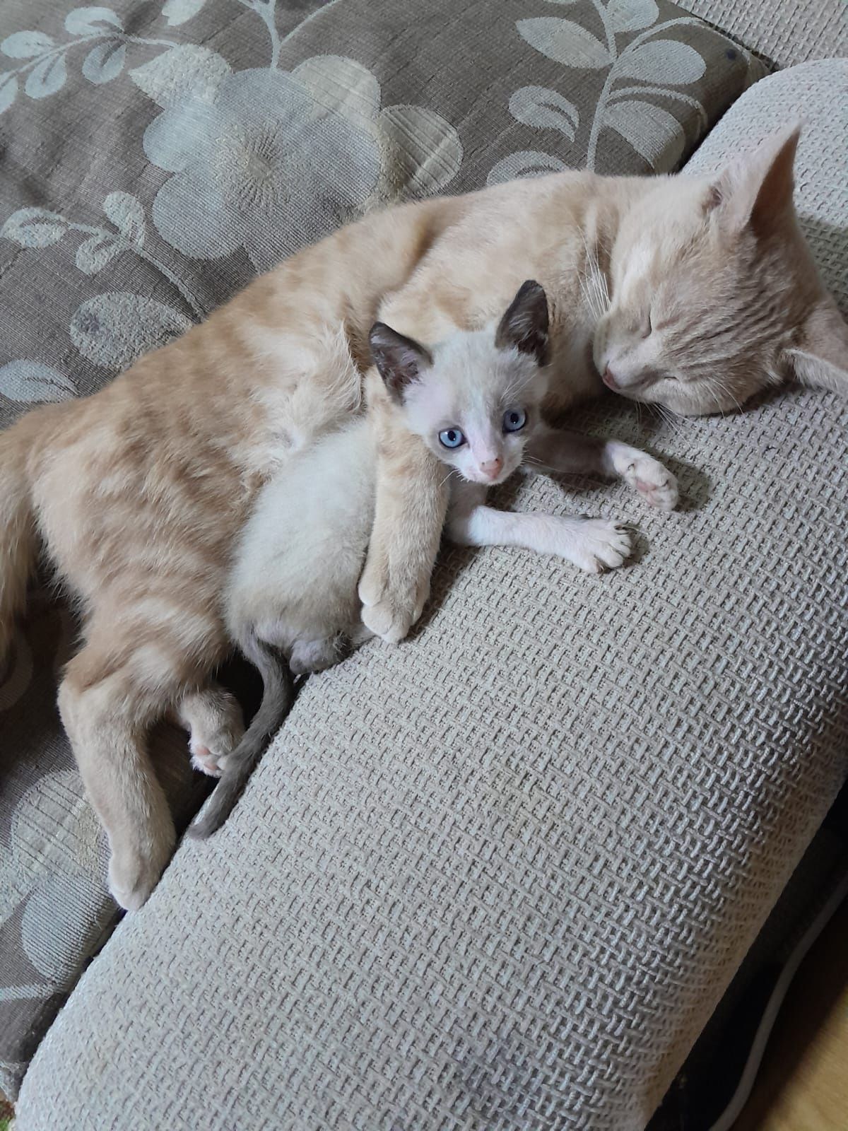 Котята ищут дом!