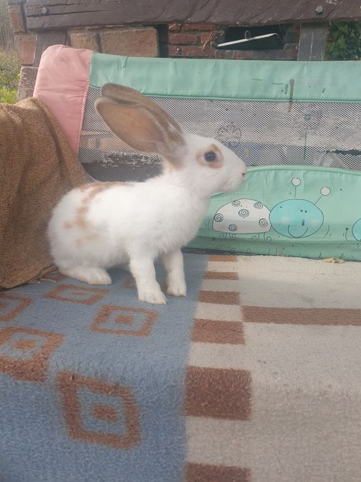 Vand iepuri mascul si femela