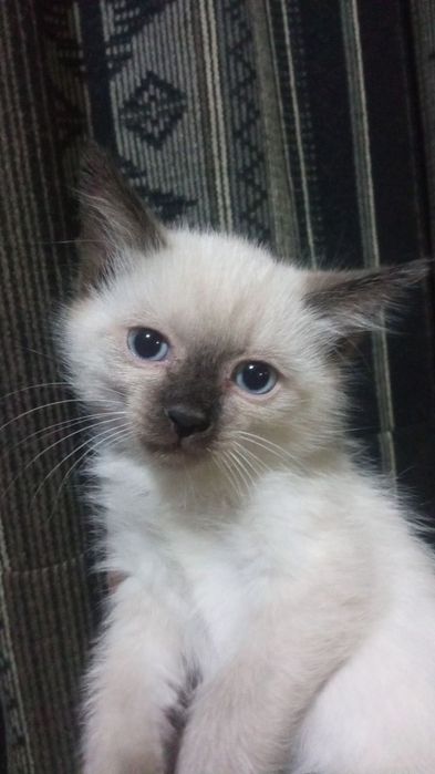 Сиамские котята.