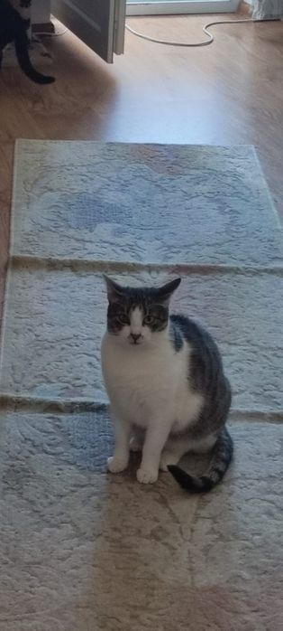 Lya, pisicuta frumoasa de adoptat,pisica pentru adoptie,pisica superba