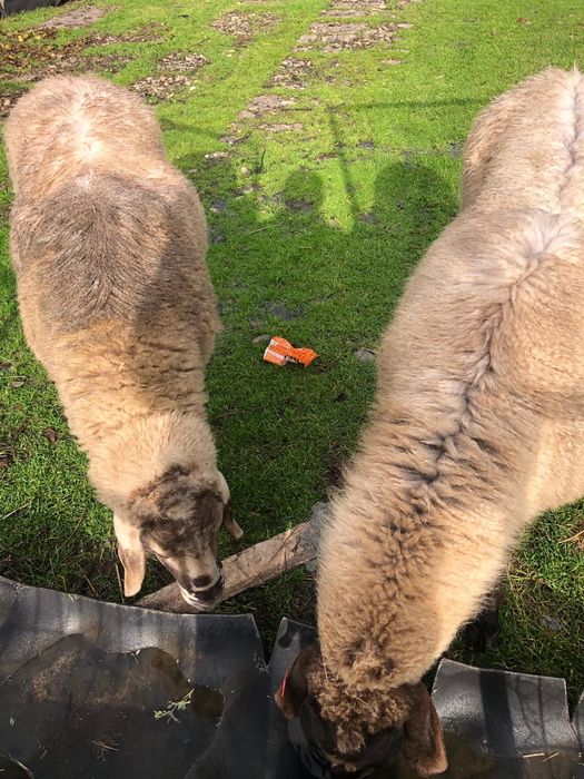 Vand  oi carabase sarbesti