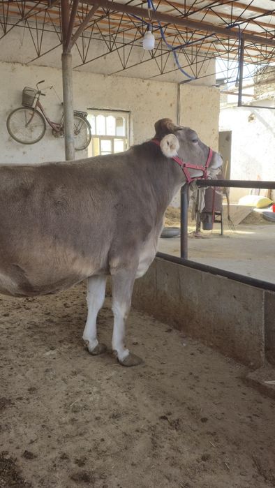 Бир корин тукан, иккинчисига бугоз. Пародаси юга-юз Швец