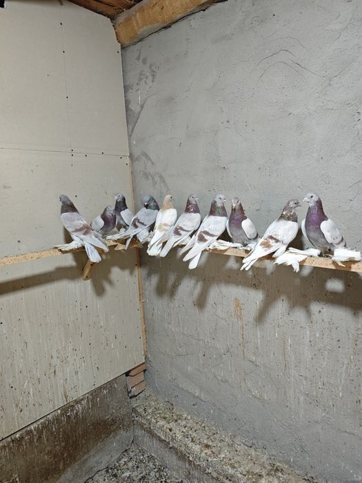 Kaptar kabutar golubi golubey tasman seren kaptarlar