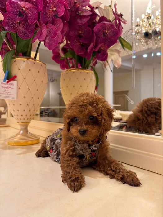 Той пудель - звездники