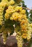 Vand struguri de vin diferite soiuri