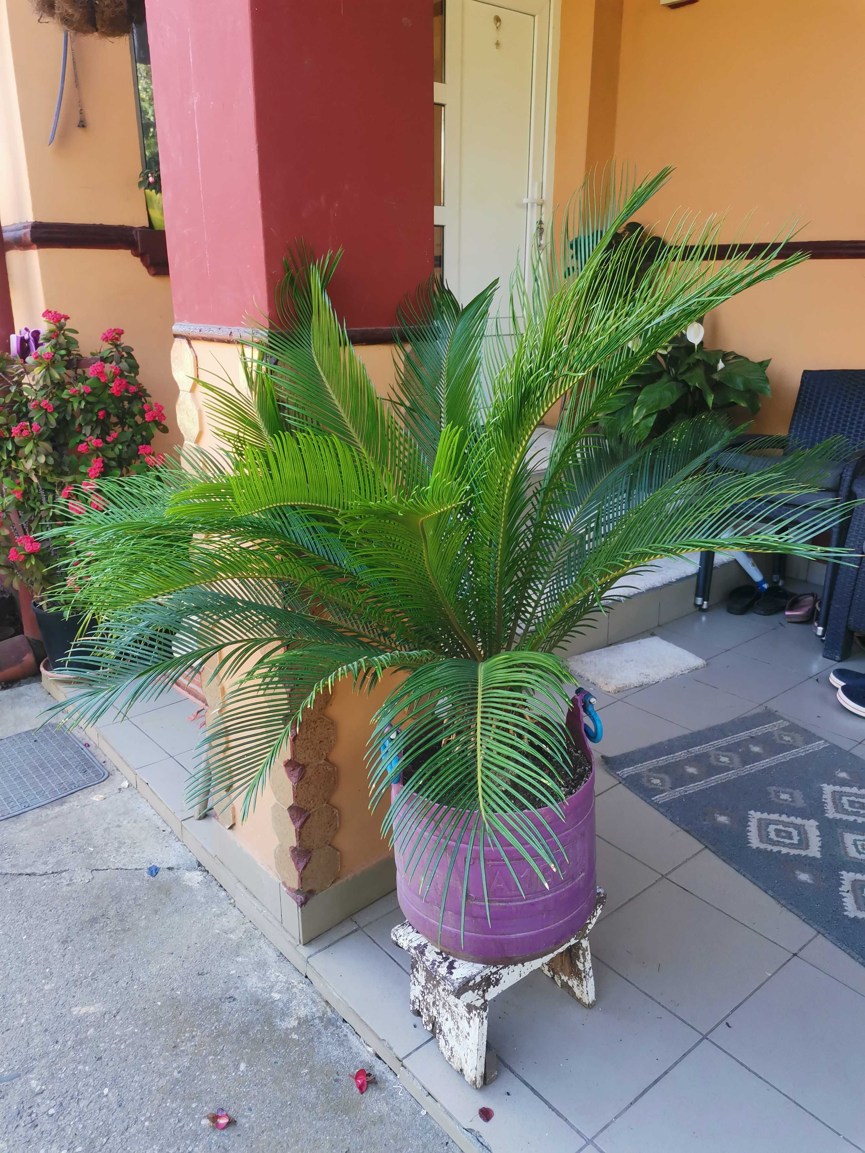 Palmier Cycas Revoluta Japonez