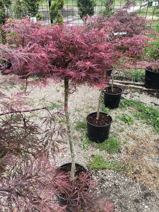Artar rosu japonez/ acer palmatum/ plante ornamentale